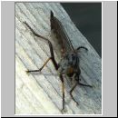 Neoitamus cyanurus - Raubfliege w07.jpg